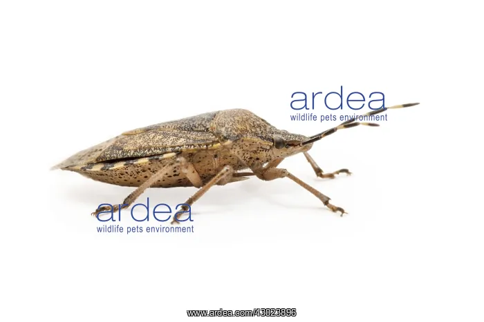 : Mottled Shieldbug on white background Galicia Spain : Mottled Shieldbug on white background Galicia Spain