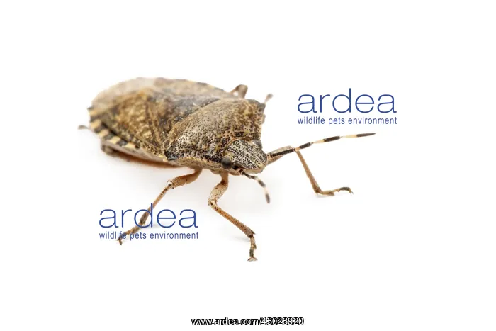 : Mottled Shieldbug on white background Galicia Spain : Mottled Shieldbug on white background Galicia Spain