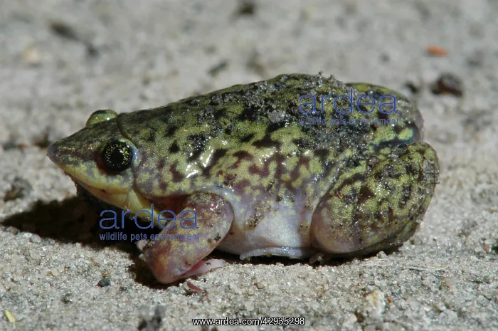 : Mottled Shovel-nosed Frog - Close up : Mottled Shovel-nosed Frog - Close up