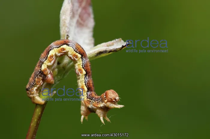 : Mottled Umber Caterpillar : Mottled Umber Caterpillar