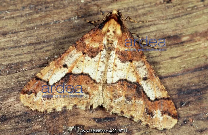 : Mottled Umber Moth : Mottled Umber Moth