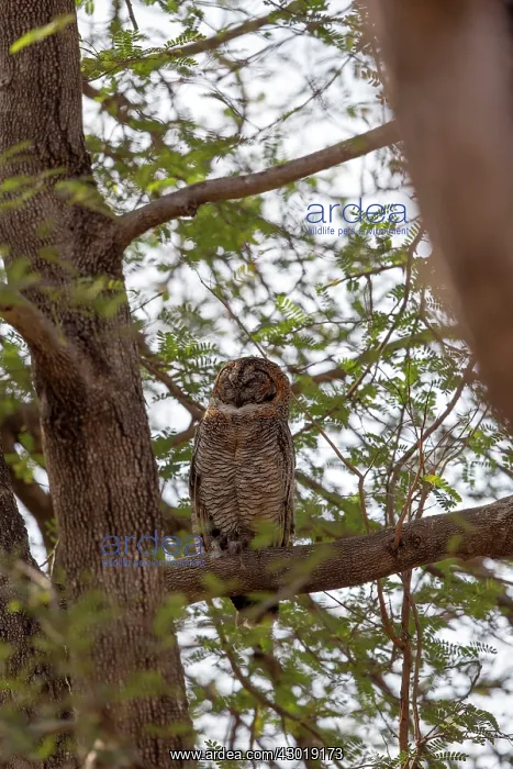 : Mottled Wood Owl perched in a tree : Mottled Wood Owl perched in a tree