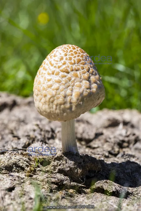 : Mottlegill (Panaeolus sp.) on cow dung, Alps, Col : Mottlegill (Panaeolus sp.) on cow dung, Alps, Col