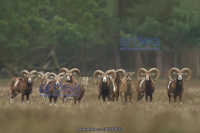 : Mouflon (Ovis musimon) group standing in moorland : Mouflon (Ovis musimon) group standing in moorland