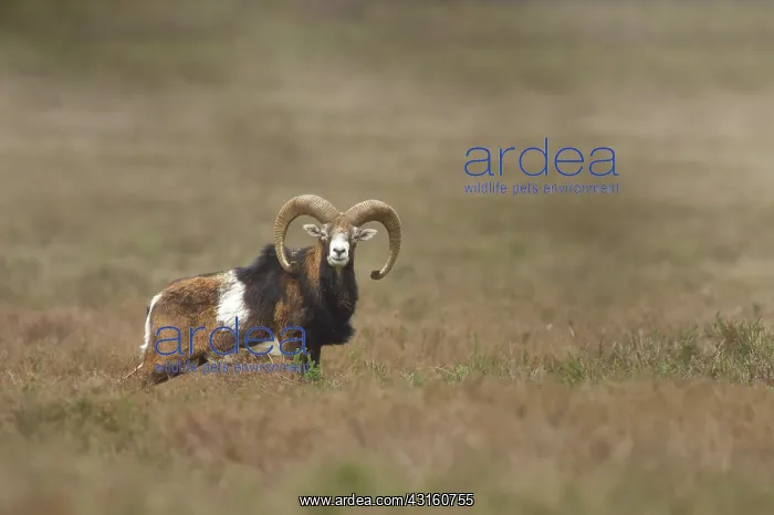 : Mouflon (Ovis musimon) male standing in moorland : Mouflon (Ovis musimon) male standing in moorland