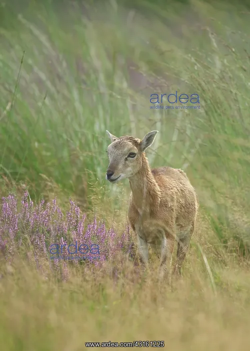 : Mouflon (Ovis musimon) young look at the camera : Mouflon (Ovis musimon) young look at the camera