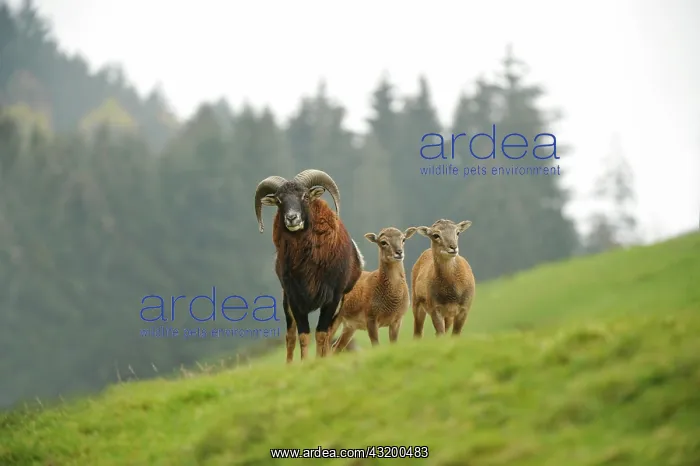 : Mouflon (Ovis gmelini) buck with lambs in the hills : Mouflon (Ovis gmelini) buck with lambs in the hills
