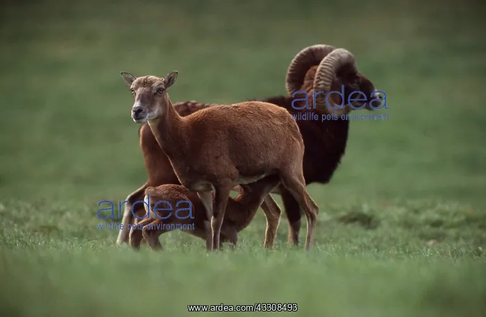 : MOUFLON : MOUFLON