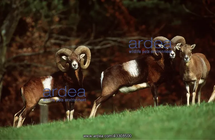 : MOUFLON : MOUFLON