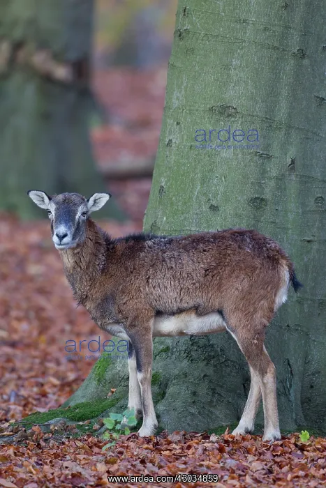  : Mouflon adult ewe in autumn Germany