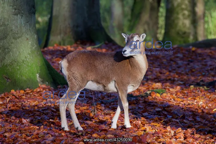  : Mouflon adult ewe in autumn Germany
