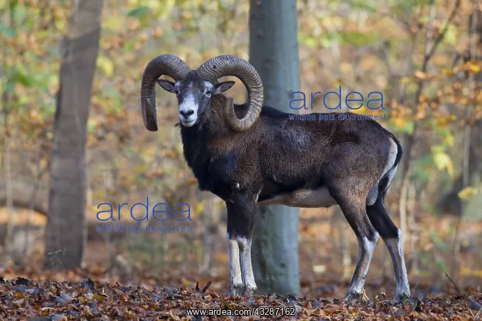 : Mouflon - adult ram in autumn - Germany : Mouflon - adult ram in autumn - Germany