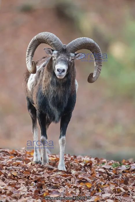 : Mouflon - adult ram in autumn - Germany : Mouflon - adult ram in autumn - Germany
