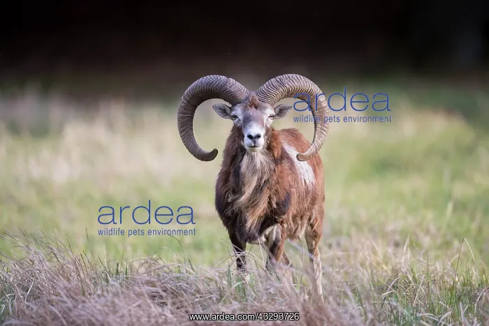 : Mouflon - adult ram - Germany : Mouflon - adult ram - Germany