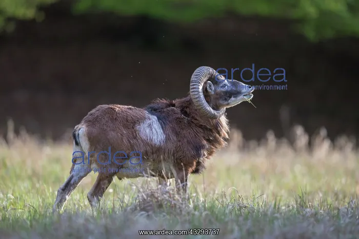 : Mouflon - adult ram - Germany : Mouflon - adult ram - Germany