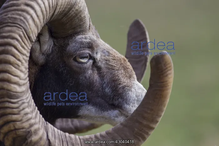  : Mouflon - adult ram portrait - Germany