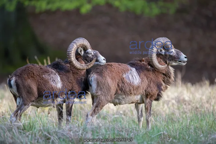 : Mouflon - adult rams - Germany : Mouflon - adult rams - Germany