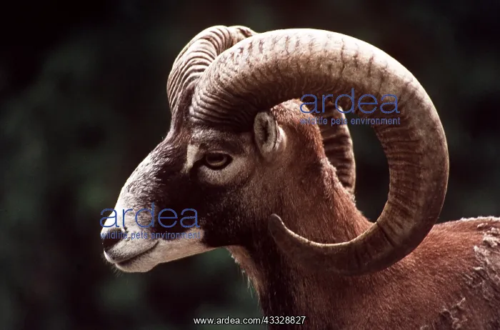 : MOUFLON - close-up of head : MOUFLON - close-up of head