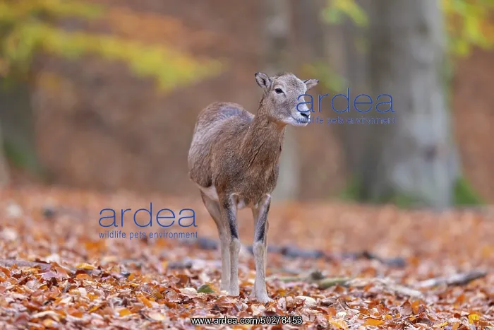 : Mouflon ewe : Mouflon ewe