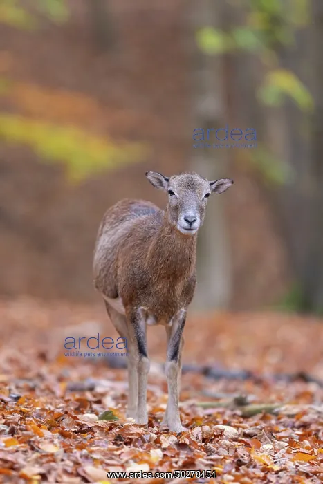 : Mouflon ewe : Mouflon ewe