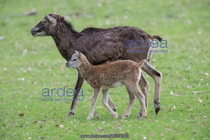 : Mouflon ewe lamb : Mouflon ewe lamb