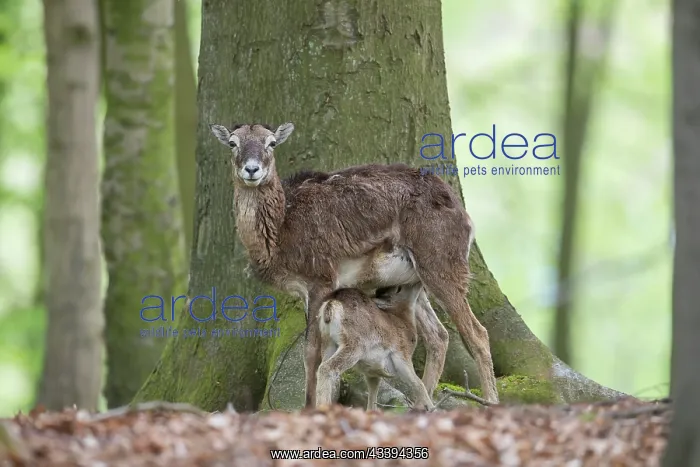 : Mouflon ewe lamb : Mouflon ewe lamb
