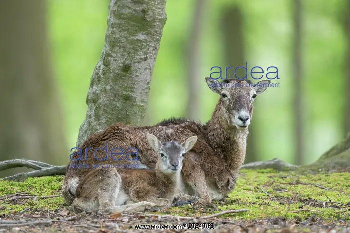 : Mouflon ewe lamb : Mouflon ewe lamb