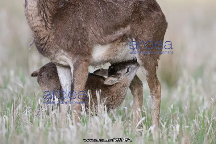 : Mouflon ewe lamb : Mouflon ewe lamb