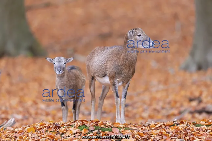 : Mouflon ewe lamb : Mouflon ewe lamb