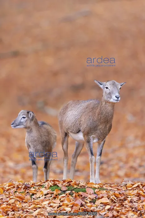: Mouflon ewe lamb : Mouflon ewe lamb