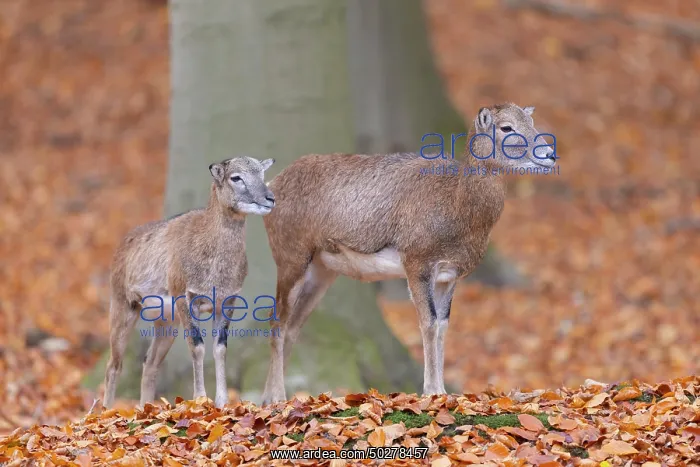 : Mouflon ewe lamb : Mouflon ewe lamb
