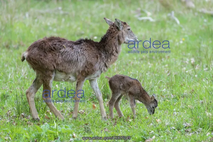 : Mouflon - ewe with lamb - Germany : Mouflon - ewe with lamb - Germany