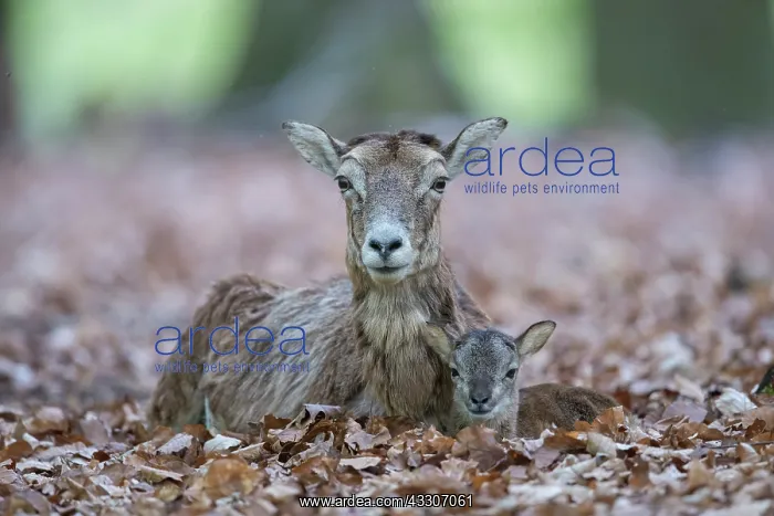: Mouflon - ewe with lamb - Germany : Mouflon - ewe with lamb - Germany