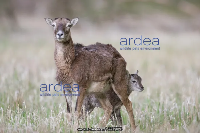 : Mouflon - ewe with lamb - Germany : Mouflon - ewe with lamb - Germany