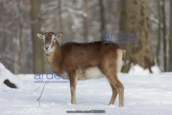  : Mouflon - ewe in snow - Germany