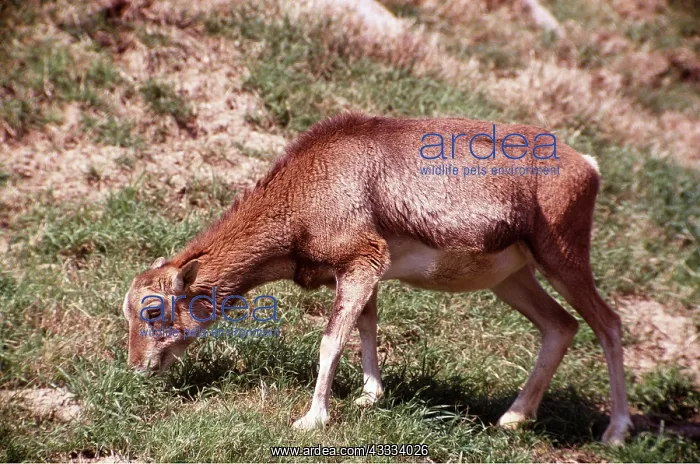: MOUFLON - female grazing : MOUFLON - female grazing