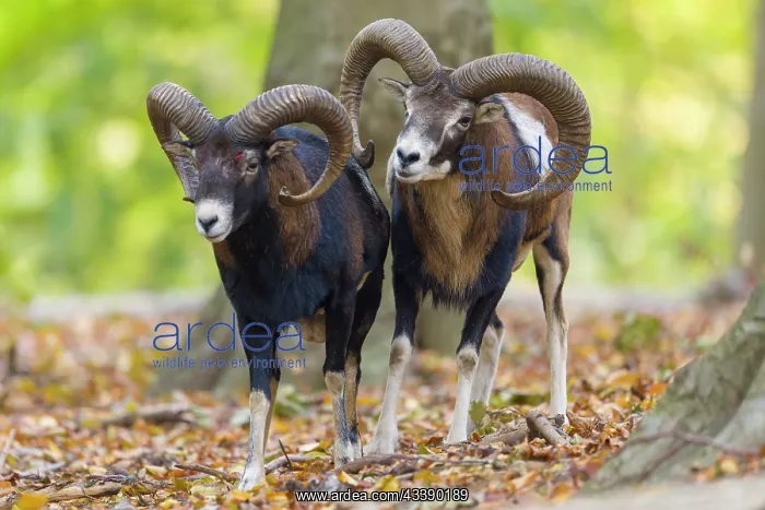: Mouflon fight : Mouflon fight