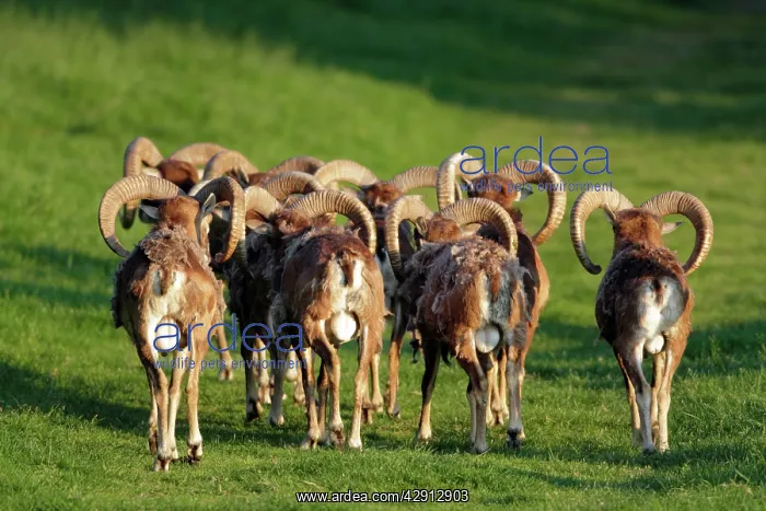 : Mouflon - herd of rams from behind : Mouflon - herd of rams from behind
