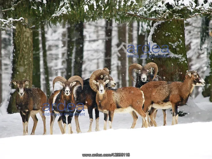 : Mouflon herd in snow : Mouflon herd in snow