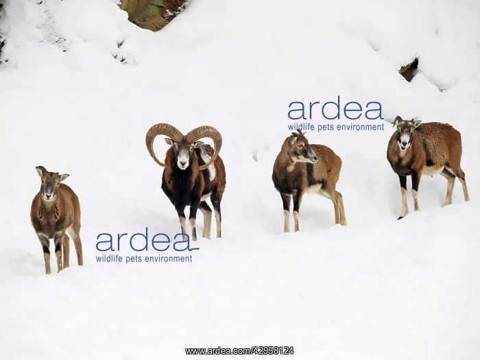 : Mouflon herd in snow : Mouflon herd in snow