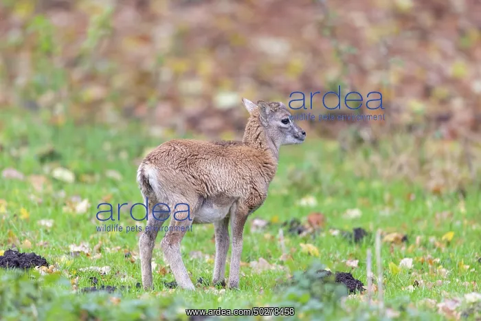 : Mouflon lamb : Mouflon lamb