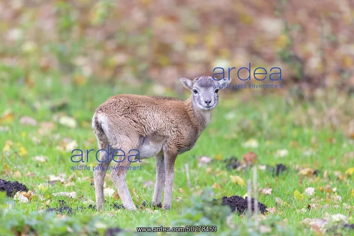 : Mouflon lamb : Mouflon lamb