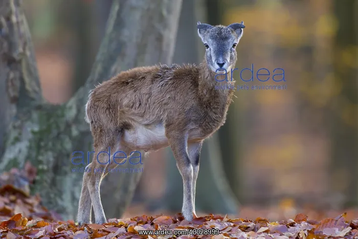  : Mouflon - lamb in autumn - Germany