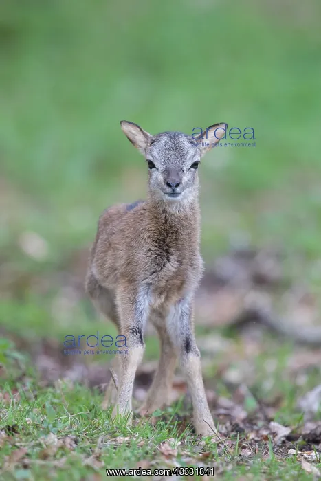 : Mouflon - lamb - Germany : Mouflon - lamb - Germany