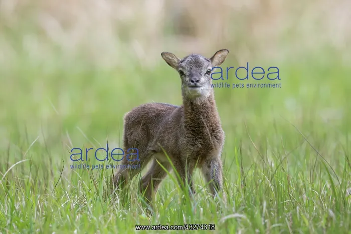 : Mouflon - lamb in meadow - Germany : Mouflon - lamb in meadow - Germany