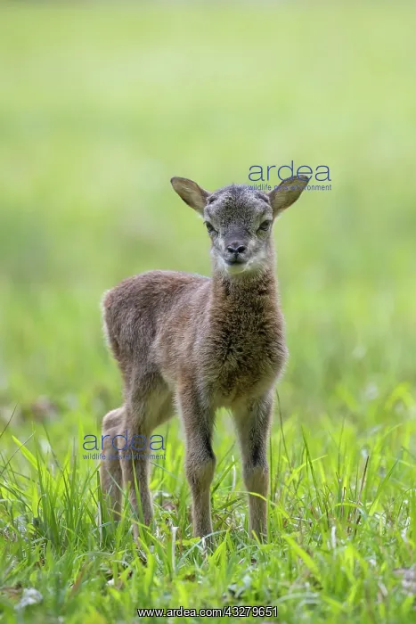  : Mouflon - lamb in meadow - Germany