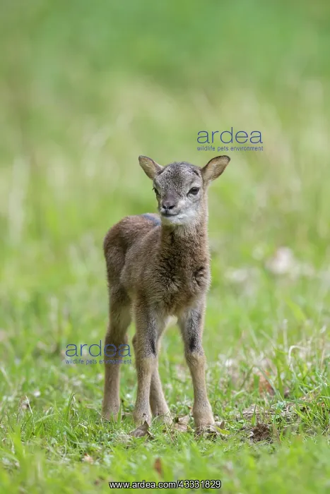 : Mouflon - lamb in meadow - Germany : Mouflon - lamb in meadow - Germany