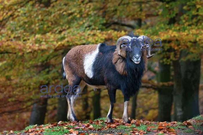 : Mouflon - male in forest : Mouflon - male in forest