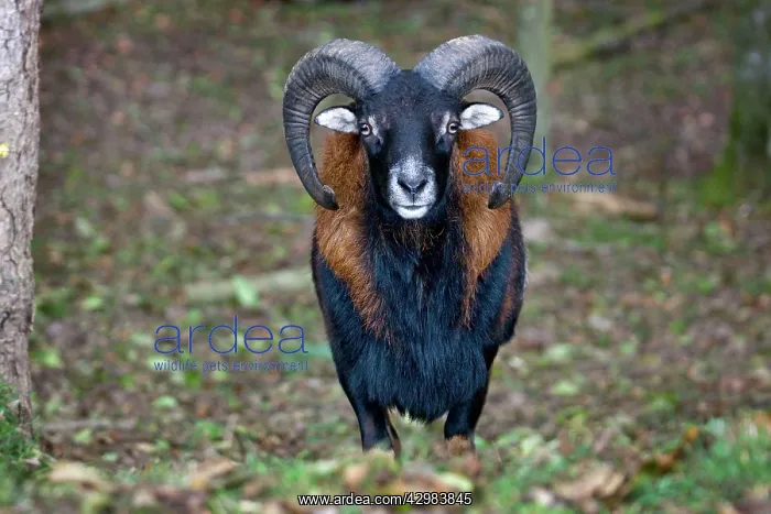 : Mouflon - male in forest : Mouflon - male in forest