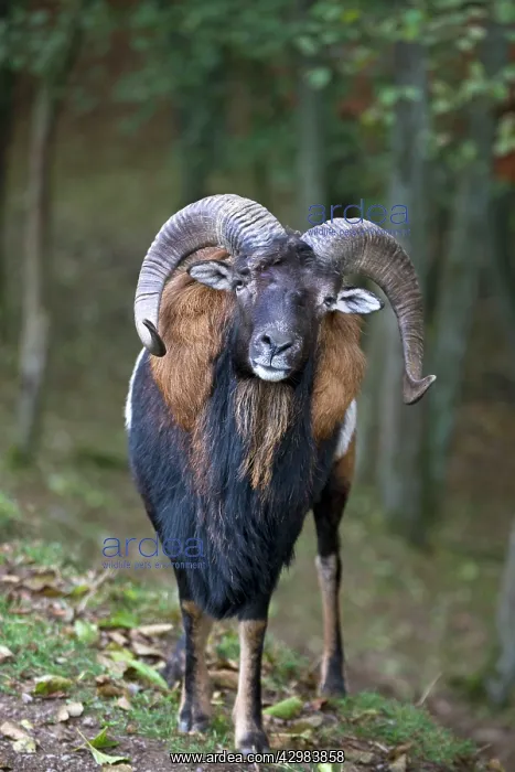 : Mouflon - male in forest : Mouflon - male in forest